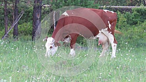 Cow animal nature grass meadow