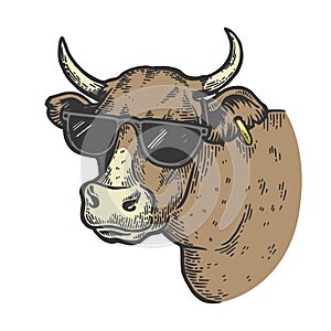 Cow animal in sunglasses color engraving vector