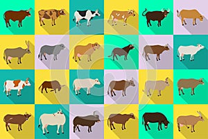 Cow of animal vector flat set icon.Isolated flat icon farm animal of cow.Vector illustration cattle for farm on white photo