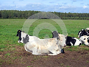 Cow animals on green grass in field, Lithuania