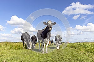 Cow approaching and cows in a field grazing, frisian holstein, standing in a pasture, a happy group, a blue sky and horizon over