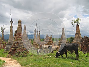 Cow around the stupas of the Paya Kyaukhpyugyi, Inle lake, Myanmar photo