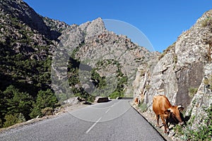 Cow in Asco mountains