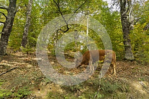 A cow of the Asturian mountain breed searches for acorns in the forests of Soto de Sajambre in the Picos de Europa National Park photo