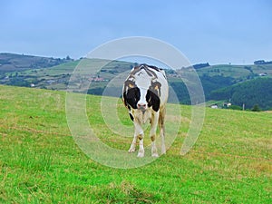 Cow in asturias