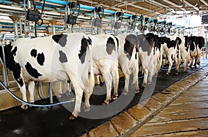 Cow automation farming agricultural