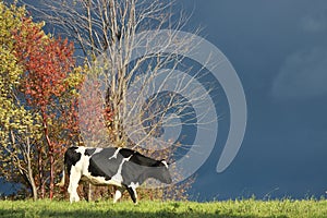 Cow in Autumn