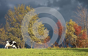 Cow in Autumn