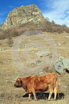 Cow on an autumn pasture