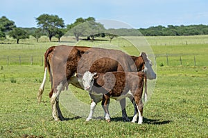 Cow and baby in Pampas coutryside,