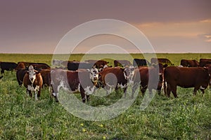 Cow and baby in Pampas coutryside,