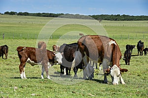 Cow and baby in Pampas coutryside,