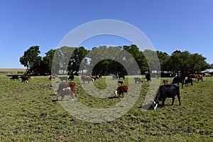 Cow and baby in Pampas coutryside,