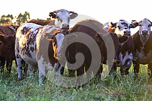 Cow and baby in Pampas coutryside,