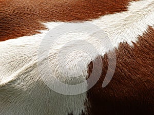 Cow background, (2), detail photo