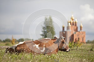 A cow on the background of the Assumption Cathedral of the Achair Convent.