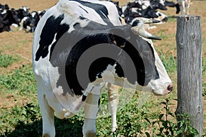 Cow on the background of a herd of cows in a meadow