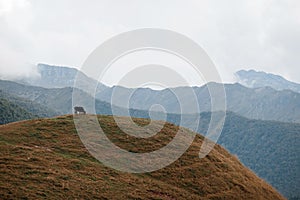 Cow on the background of a mountain landscape.