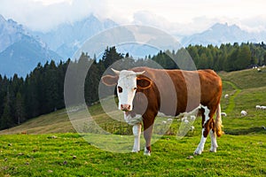 Cow on a background of mountains