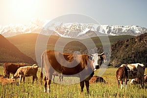 Cow on a background of snowy mountains