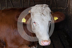 Cow in the barn