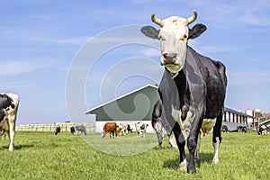 Cow and barn, black and white in front, old-fashioned landscape with cows, countryside with meadow and blue sky