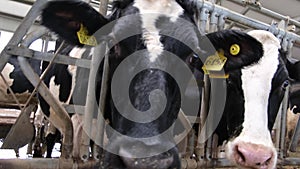 cow in a barn hoof trimming