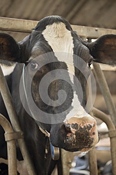 Cow barn milk eating grass fed cattle dairy farming