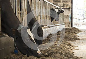 Cow barn milk eating grass fed cattle dairy farming