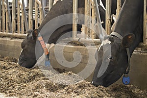 Cow barn milk eating grass fed cattle dairy farming