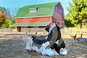 Cow in barnyard