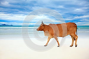 Cow on the beach