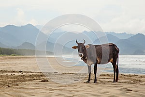 A cow on the beach