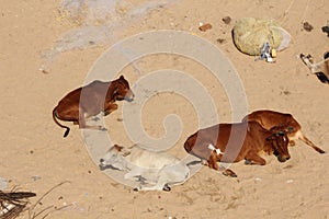 Cow on the beachs