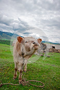 Cow on a beautiful green alpine meadow . Mountains on background. Cows in pasture