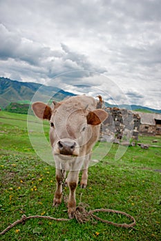 Cow on a beautiful green alpine meadow . Mountains on background. Cows in pasture