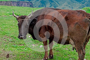 Cow on a beautiful green alpine meadow . Mountains on background. Cows in pasture