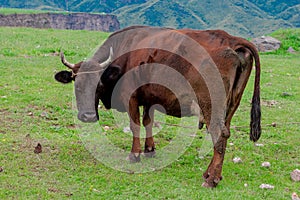 Cow on a beautiful green alpine meadow . Mountains on background. Cows in pasture