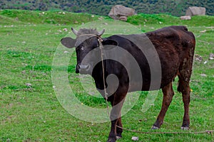 Cow on a beautiful green alpine meadow . Mountains on background. Cows in pasture