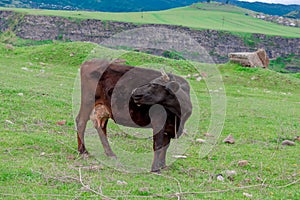 Cow on a beautiful green alpine meadow . Mountains on background. Cows in pasture