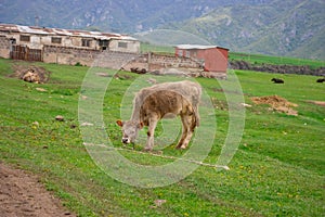 Cow on a beautiful green alpine meadow . Mountains on background. Cows in pasture