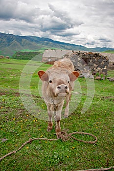 Cow on a beautiful green alpine meadow . Mountains on background. Cows in pasture