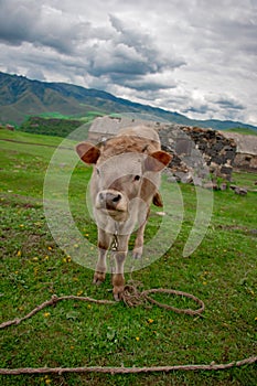 Cow on a beautiful green alpine meadow . Mountains on background. Cows in pasture