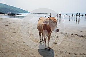 Cow on Beautiful Tropical beach ,Goa, India.