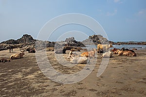 Cow on Beautiful Tropical beach ,Goa, India.