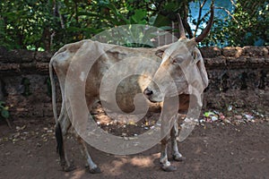 Cow on Beautiful Tropical beach ,Goa, India.