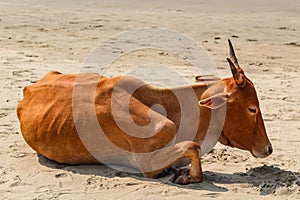 Cow on Beautiful Tropical beach ,Goa, India. Indian cow at the sandy beach