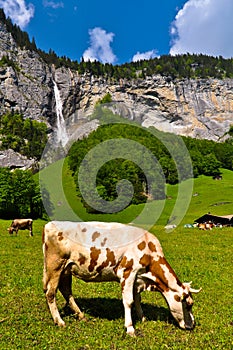 Cow in Beautiful Valley