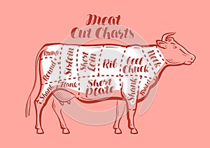 Cow, beef, meat cuts. Scheme or diagrams for butcher shop. Vector illustration
