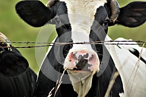 Cow Behind Barbed Wire Fence